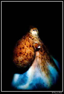 Octopus. by Dray Van Beeck 